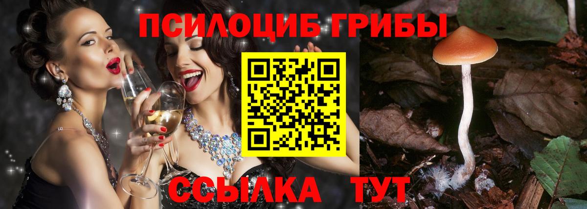 купить наркоту  Вход с VPN  Павлово  Псилоцибиновые грибы Psilocybine cubensis 